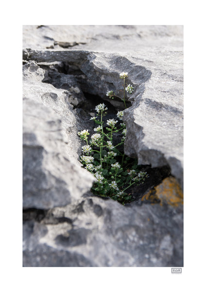 Sheltered Growth | Doolin | County Clare | Ireland
