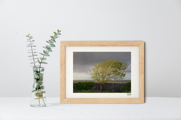 Windswept Blackthorn Tree | Ballyvaughan | Clare