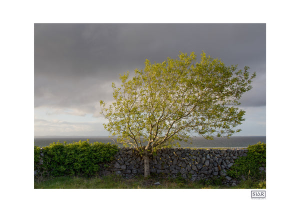 Windswept Blackthorn Tree | Ballyvaughan | Clare