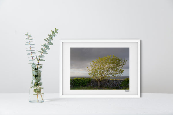 Windswept Blackthorn Tree | Ballyvaughan | Clare