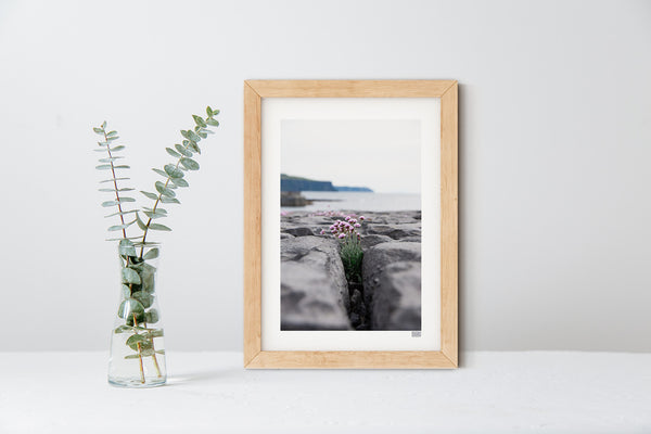 Sea Pinks | Doolin | County Clare | Ireland