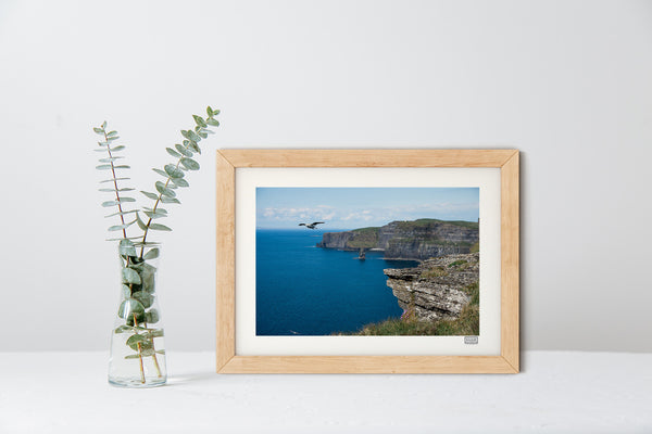 Cliffs of Moher Bird | County Clare | Ireland