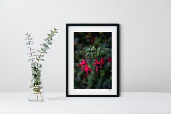 Fuchsia | County Cork | Ireland