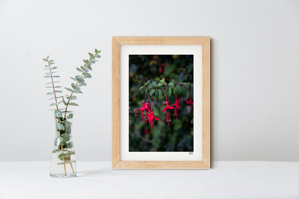 Fuchsia | County Cork | Ireland