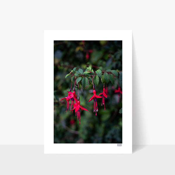 Fuchsia | County Cork | Ireland