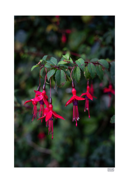 Fuchsia | County Cork | Ireland