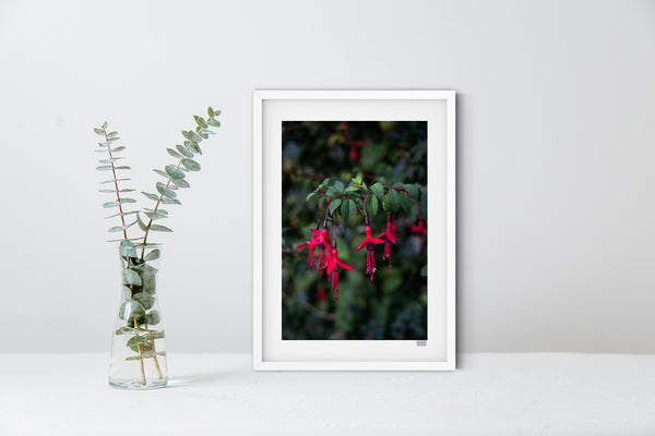 Fuchsia | County Cork | Ireland