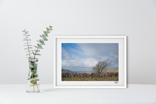 Windswept Tree - The Burren - Clare