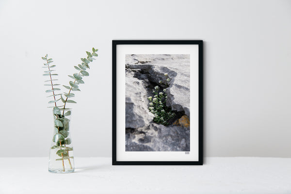 Sheltered Growth | Doolin | County Clare | Ireland