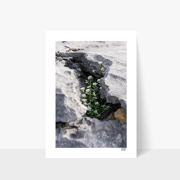 Sheltered Growth | Doolin | County Clare | Ireland