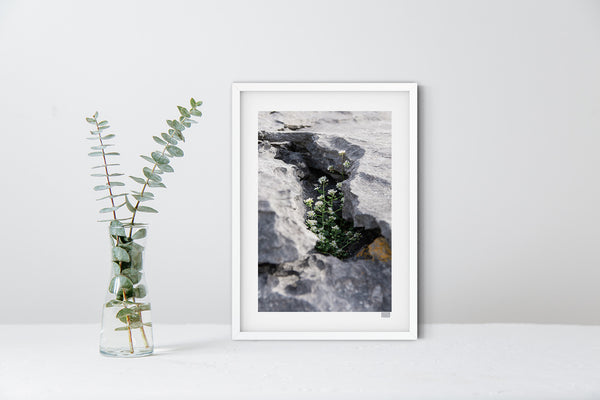 Sheltered Growth | Doolin | County Clare | Ireland