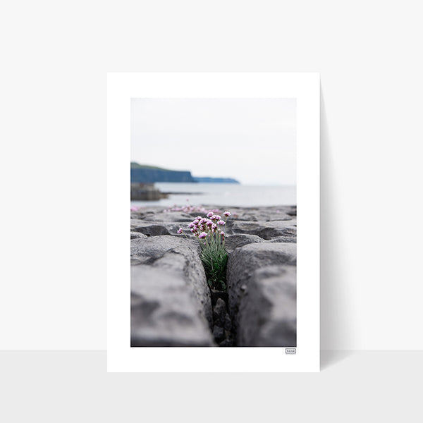 Sea Pinks Blooming in Doolin County Clare on the Wild Atlantic Way with the Cliffs of Moher in the distance