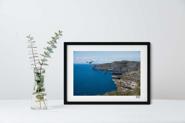 Cliffs of Moher Bird | County Clare | Ireland