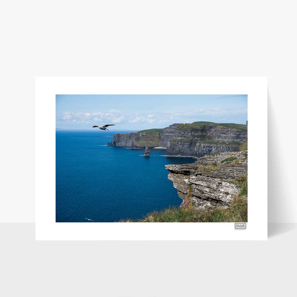 Cliffs of Moher Bird | County Clare | Ireland