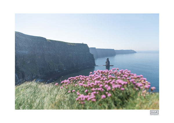 Cliffs of Moher Sea Pinks | Clare | Ireland
