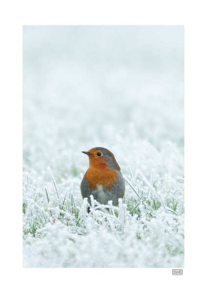 A Robin in a Winter Frost in Ireland