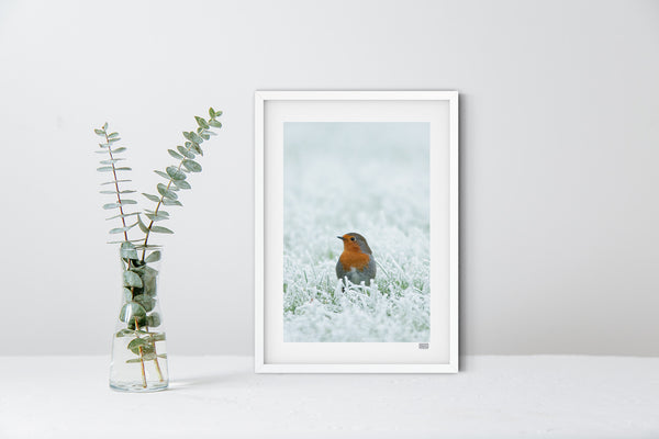 A white framed wall art photographic print of a Robin