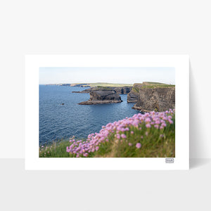Kilkee Cliffs Sea Pinks - Clare