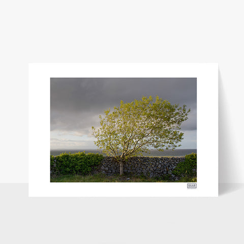 Windswept Blackthorn Tree | Ballyvaughan | Clare