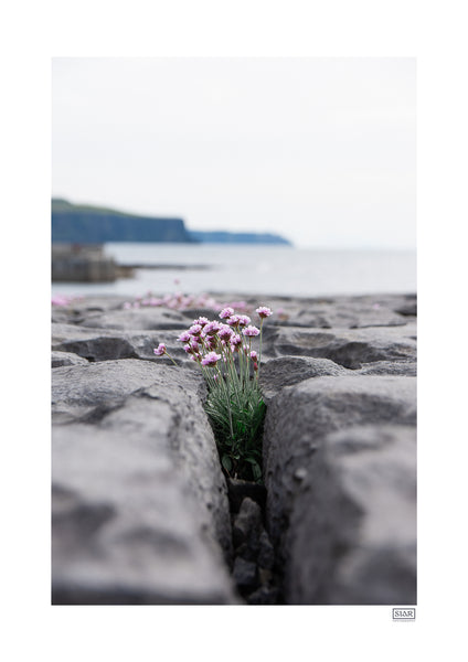 Sea Pinks | Doolin | County Clare | Ireland