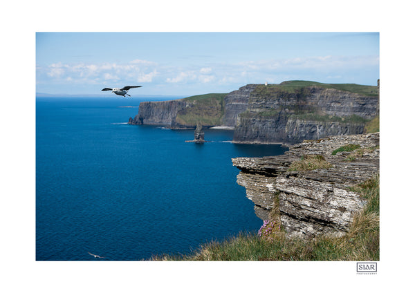Cliffs of Moher Bird | County Clare | Ireland