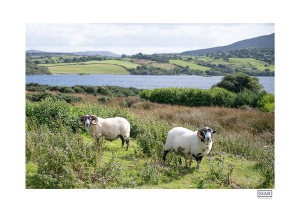 Curious Sheep