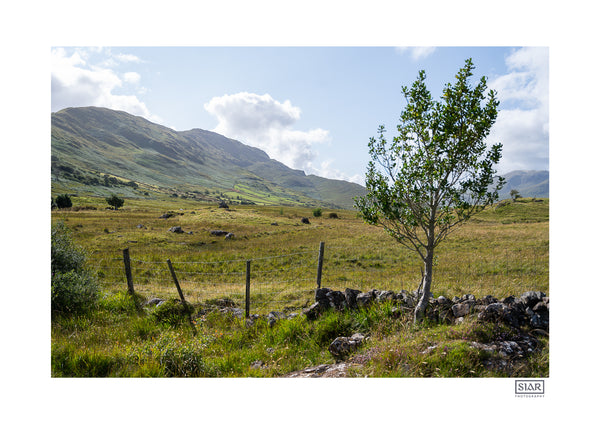 The Marsh Tree