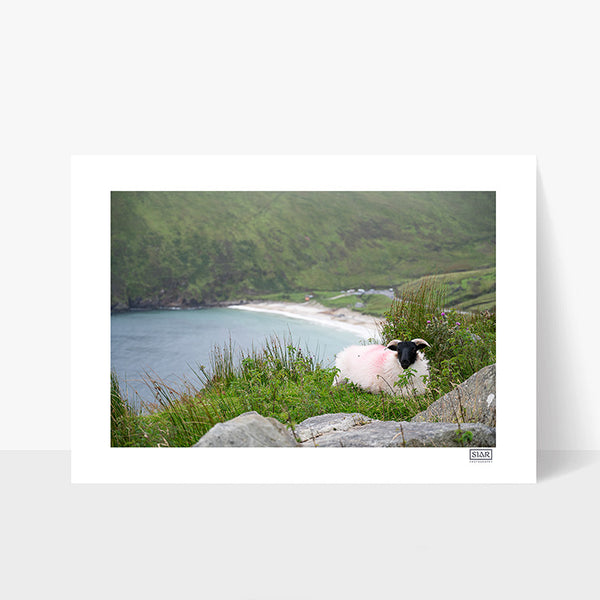 Beach Sheep