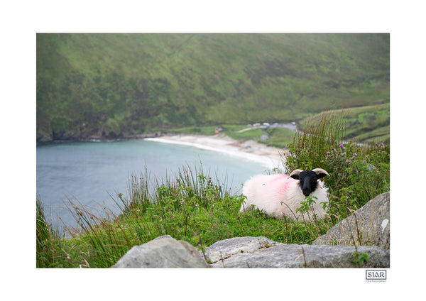 Beach Sheep