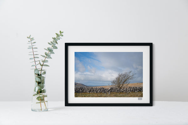 Windswept Tree - The Burren - Clare