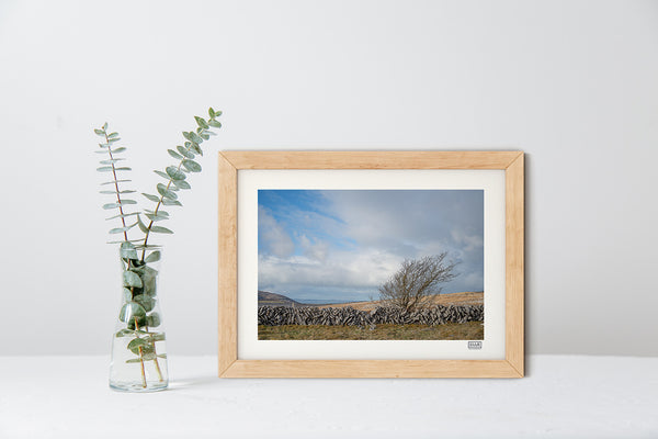 Windswept Tree - The Burren - Clare