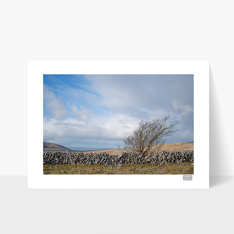 Windswept Tree - The Burren - Clare
