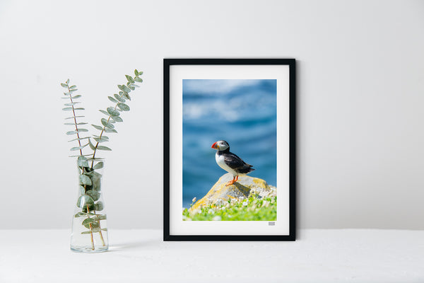Atlantic Puffin Portrait on Great Saltee Island, Wexford displayed in a black picture frame.