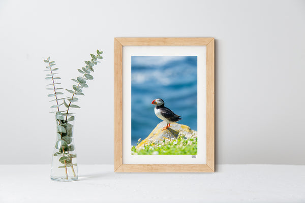 Atlantic Puffin Portrait on Great Saltee Island, Wexford displayed in a natural wood picture frame.