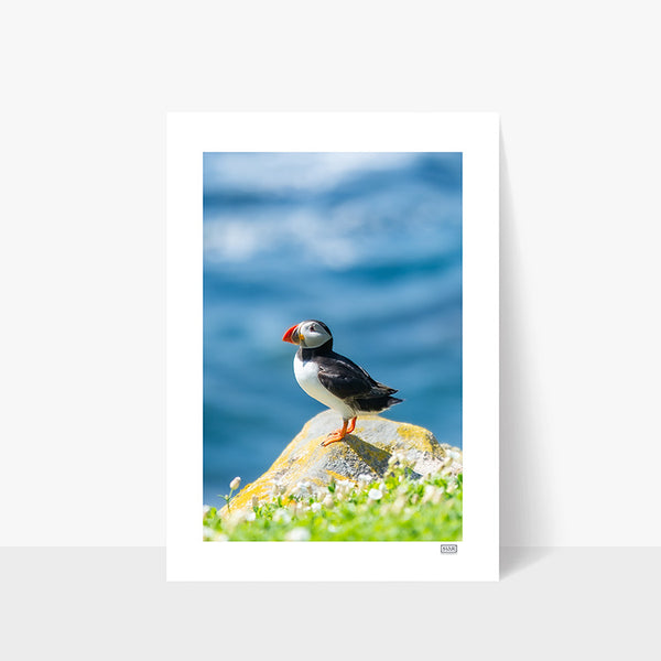 Close-up portrait of an Atlantic Puffin perched on a rock overlooking the sea on Great Saltee Island, County Wexford.
