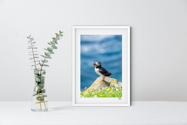 Atlantic Puffin Portrait on Great Saltee Island, Wexford displayed in a white picture frame.
