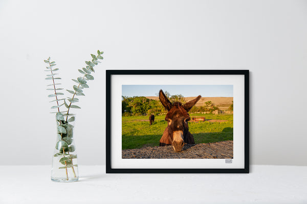 Burren donkey photography print in black frame, showcasing the limestone landscape of County Clare, Ireland.