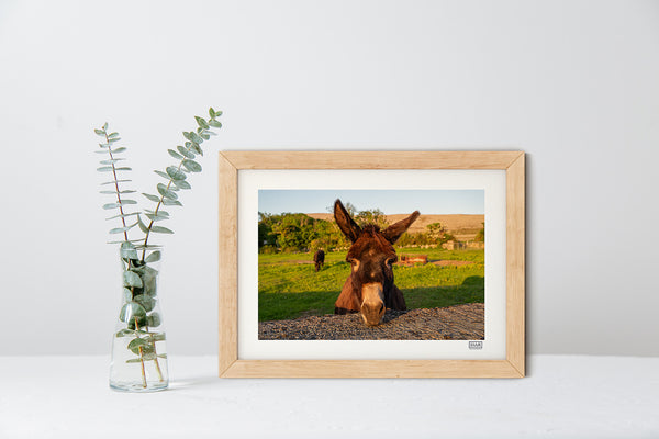 Burren donkey print in natural wood frame, photography of the Burren, County Clare, Ireland.