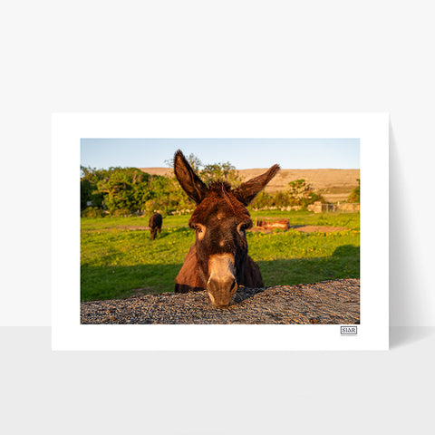 Photography print of a Burren donkey in County Clare, Ireland, capturing the unique limestone landscape in the background. 