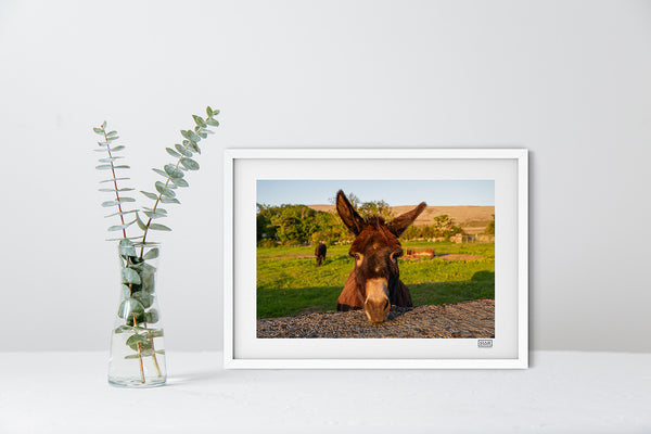 Burren donkey print in white frame, Irish landscape photography from County Clare