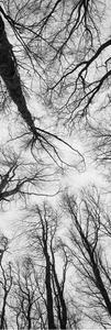 Front view of Forest View bookmark featuring serene woodland photography by SIAR