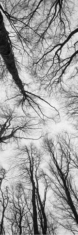 Front view of Forest View bookmark featuring serene woodland photography by SIAR