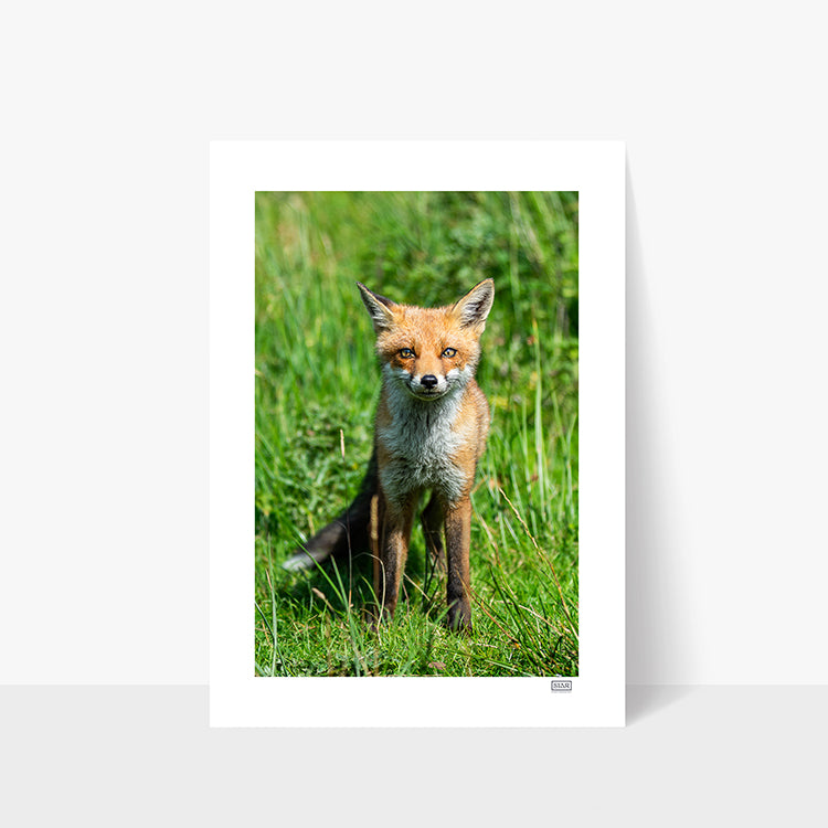 Photography print of a friendly red fox cub near Ben Bulben, Sligo, Ireland – Madra Rua Óg by SIAR Photography