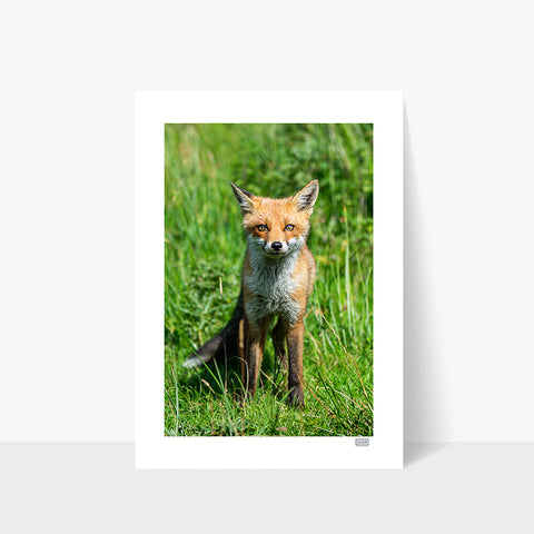 Photography print of a friendly red fox cub near Ben Bulben, Sligo, Ireland – Madra Rua Óg by SIAR Photography