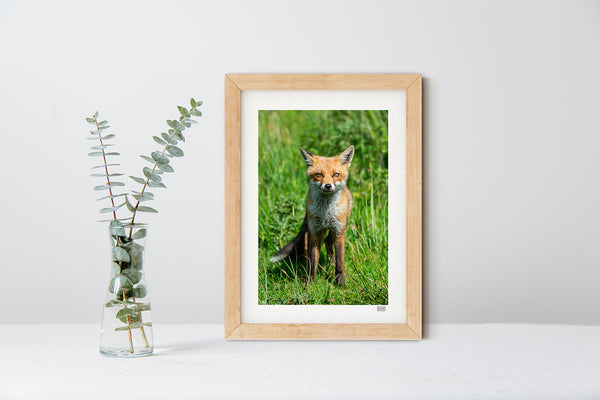 Natural wood framed print of a red fox cub photographed near Ben Bulben, Sligo – Madra Rua Óg by SIAR Photography