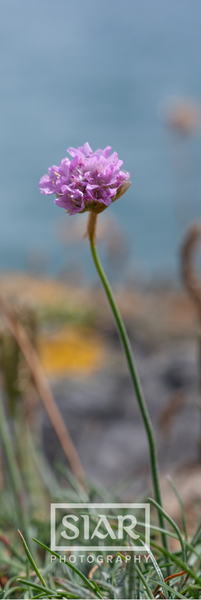 Back view of Sea Thrift bookmark with SIAR logo