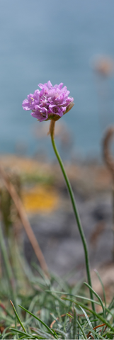 Front view of Sea Thrift bookmark featuring coastal wildflower photography by SIAR
