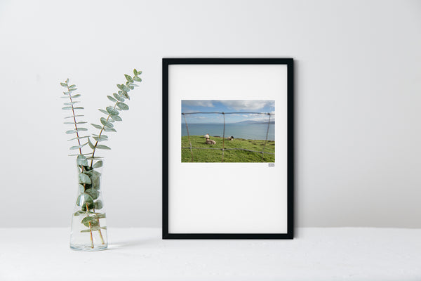 A black contemporary Irish print of sheep in Brandon Bay on the Wild Atlantic Way Kerry
