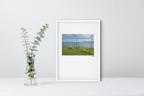 A white framed contemporary Irish print of sheep in Brandon Bay on the Wild Atlantic Way Kerry