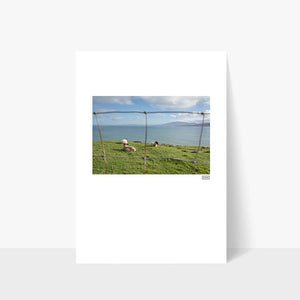 A contemporary Irish print of sheep in Brandon Bay on the Wild Atlantic Way Kerry